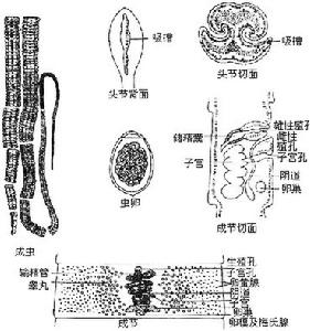 克氏假裸頭絛蟲病