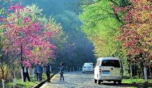 磨盤山櫻花莊園