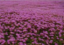 鄱陽湖花海