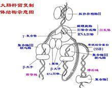 DNA迴環複製模型