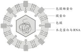 登革病毒