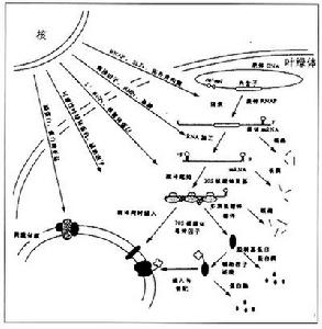 葉綠體基因組代謝調控機制簡圖