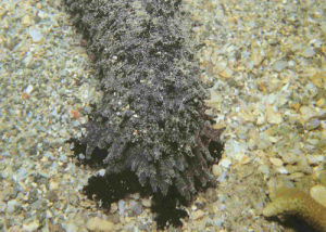 玉足海參在捕食