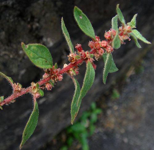 花成簇生於葉腋處