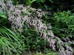 兩花野青茅