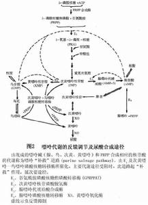 痛風和高尿酸血症