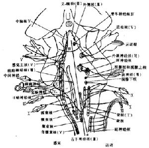 動眼神經麻痹