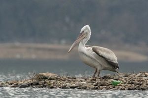 Dalmatian pelican