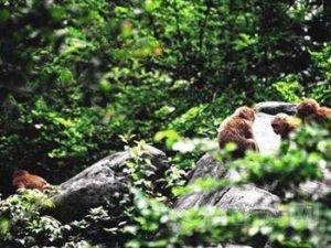 黃山野生猴谷