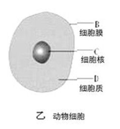 細胞定數