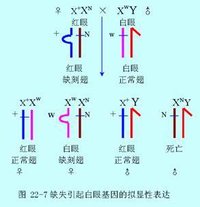 羅伯遜易位