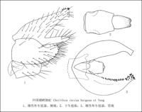 凹須裸螳舞虻