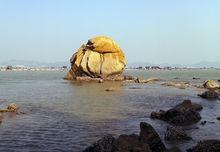 汛洲島海岸水母石