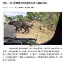 公園偶遇獅子捕食水牛