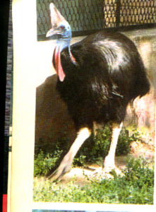 和火雞黃癬。實驗室小動物人工接種可以發病，人也偶有 ....