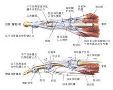 指背腱膜