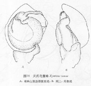 吳氏花蟹蛛