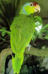 淡紫冠亞馬遜鸚鵡