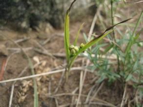 麗江山慈菇