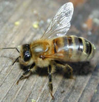 東方蜜蜂中華亞種