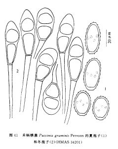 禾柄鏽菌