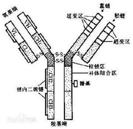 活性免疫球蛋白