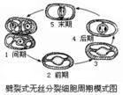 納精囊