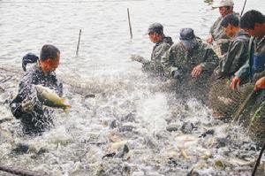 圖3 遼中縣漁民捕撈遼中鯽魚