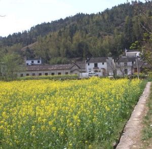 鳳山龍天塔菜花