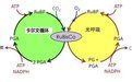 核酮糖二磷酸羧化酶