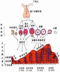 經間期出血