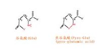 焦谷氨酸