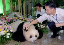 動物園工作人員和市民送別“美美”