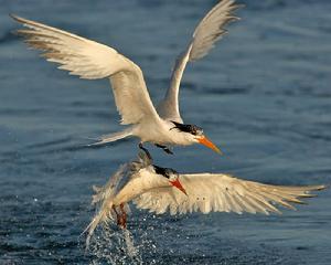 麗色鳳頭燕鷗(Thalasseus elegans)