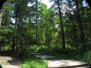 大亮子河森林公園 