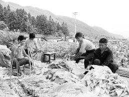 山龍村[福建省龍巖市連城縣北團鎮下轄村]