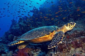 Hawksbill sea turtle