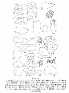 多褶苔