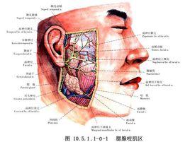 腮腺導管移位術