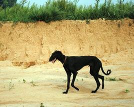 陝西細犬