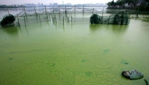 武漢東湖爆發“藍藻水華”