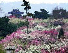 南京梅花山梅花景色