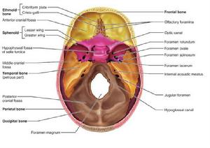 顱骨內面觀