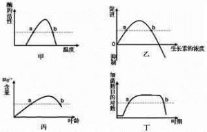 不對稱轉錄