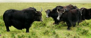 Wild Yak