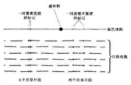 STS分子標記