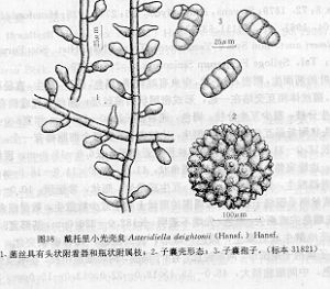 戴托里小光殼炱