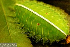 茶樹茶園桔黃粉虱