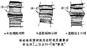 蛻皮激素