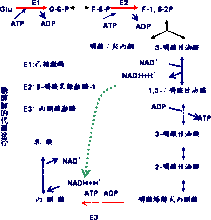 糖酵解途徑